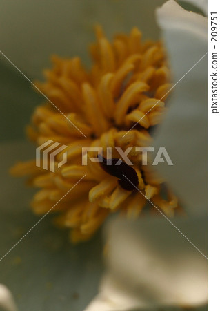 Mountain peony 209751