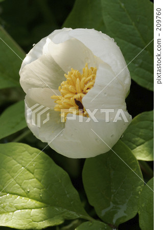 Mountain peony Mountain peony 209760