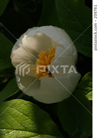 Mountain peony 209761