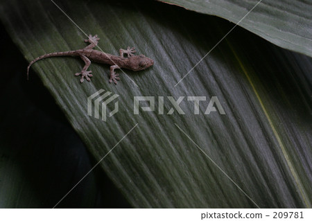 gecko, cast-iron plant, reality 209781