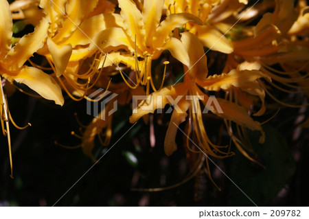 obedient, beautiful scenery, beautiful landscape 209782