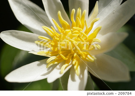 obedient, think about things, beautiful scenery 209784