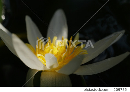 obedient, think about things, beautiful scenery 209786