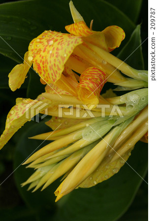 Canna flower Canna flower 209787