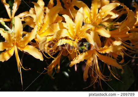 顯示Kizuisen Lycoris aurea Herb 顯示Kizuisen Lycoris aurea Herb 209789