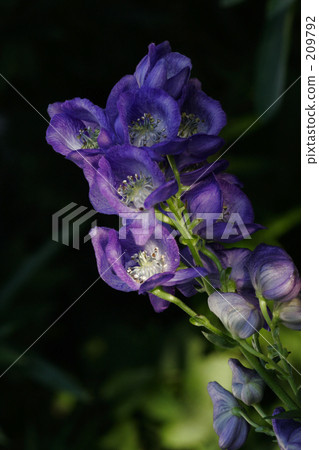 obedient, beautiful scenery, beautiful landscape 209792