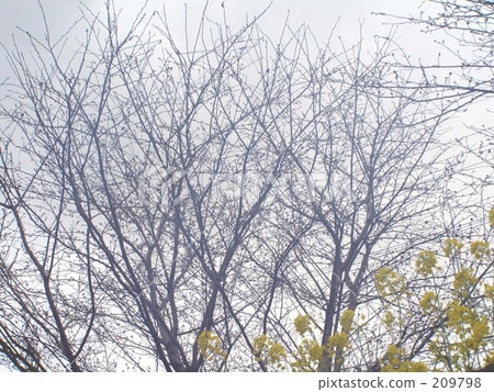 最後強姦開花 最後強姦開花 209798