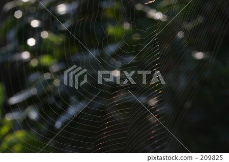 Spider's nest art 209825