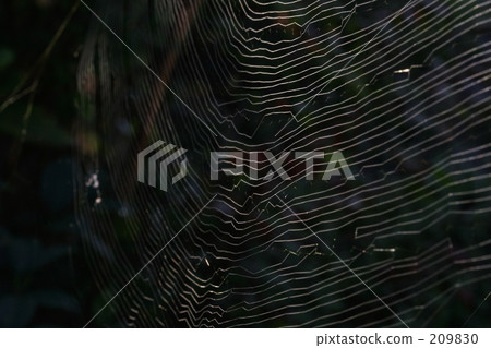 Spider's nest art 209830