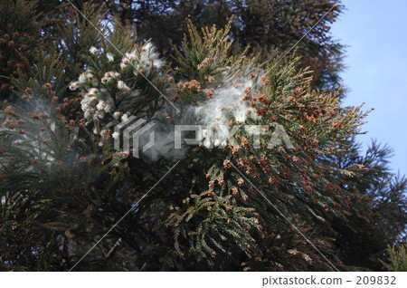 Cedar pollen 2 209832