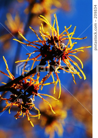 Witch hazel flower Witch hazel flower 209834