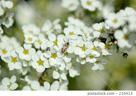 雪和一隻蜜蜂和一隻蜜蜂 210413