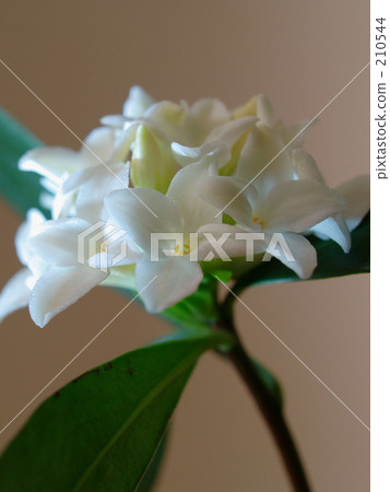 下沉的花的氣味 210544