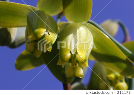 Albuca Namacenzis Albuca Namacenzis 211178