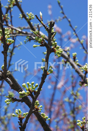 Mine Numata Rice Spring Spring(Ruri Medicine) Mine Numata Rice Spring Spring(Ruri Medicine) 211436