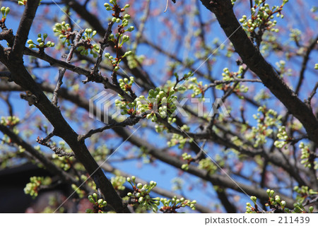 Mine Numata Rice Spring Spring（Ruri Medicine） 211439