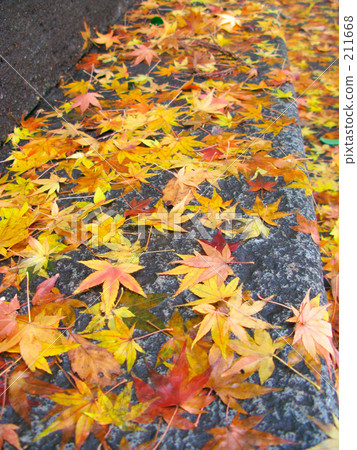 Momiji's stone steps Momiji's stone steps 211668