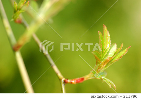 Soft season Soft season 211790