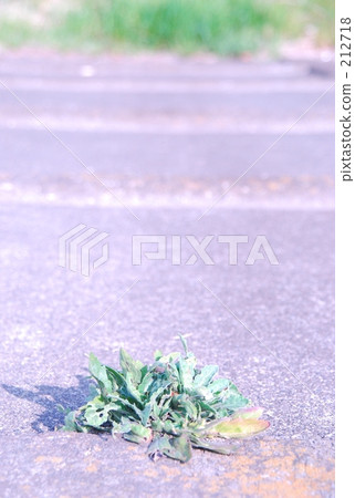 野草 野草 212718