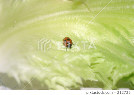 萵苣上的瓢蟲 212723
