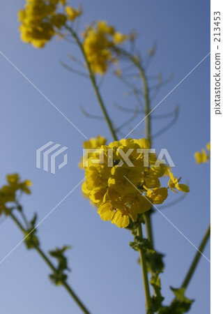 rape, rape blossoms, spring 213453