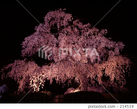Cherry blossoms at night 214519
