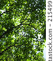 葉 樹葉 葉子 215499