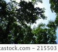 葉 樹葉 葉子 215503