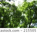 葉 樹葉 葉子 215505