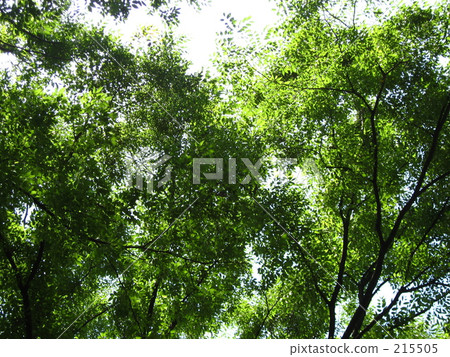 葉 樹葉 葉子 215505
