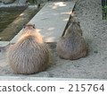 Capybara 215764