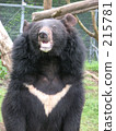 Himalayan bear 215781