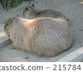 Capybara 215784
