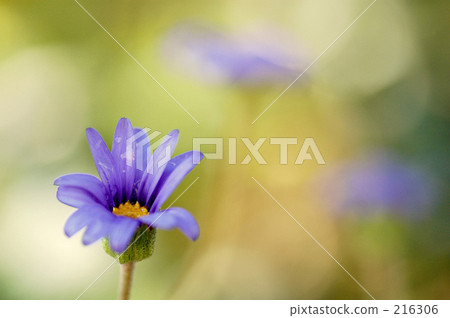 Blue Daisy 216306