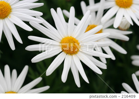 bloom, blossom, blossoms 216409