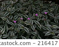 五(計數器) 花園 陽台 216417