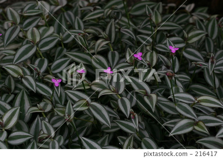 五（計數器） 花園 陽台 216417