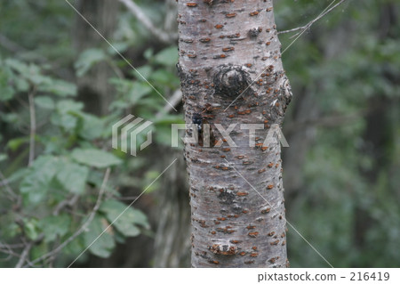 one animal, cicada, locust 216419