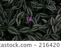花園 陽台 戶外 216420