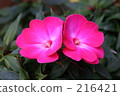 花園 陽台 戶外 216421
