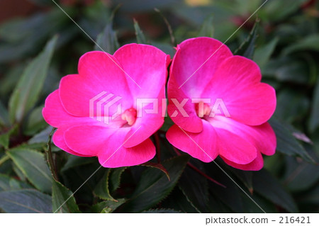garden, couple, heterosexual couple 216421