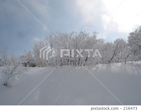 Snowy Mountain Trees Snowy Mountain Trees 216473