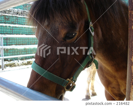 牧場馬 牧場馬 216482