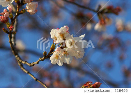 Cherry Blossoms Cherry Blossoms 216496