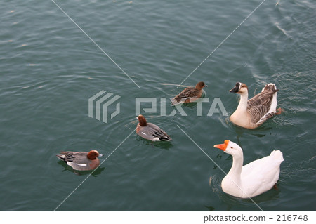 Duck and so on 216748