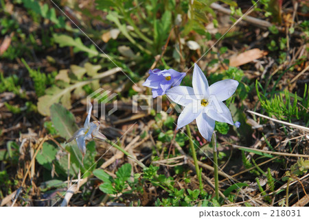 Mine Numata Rice · Spring Hananira (Lilyaceae) Mine Numata Rice · Spring Hananira (Lilyaceae) 218031