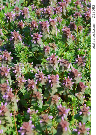 Mine Numata Rice · Spring Himeodoricoso (Shisuko) Mine Numata Rice · Spring Himeodoricoso (Shisuko) 218092