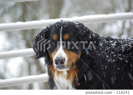 巴尼 美國芝加哥 美國 218241