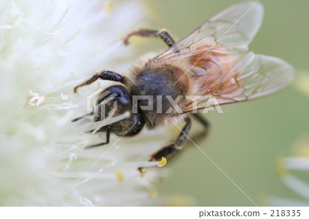 蜜蜂 昆蟲 218335