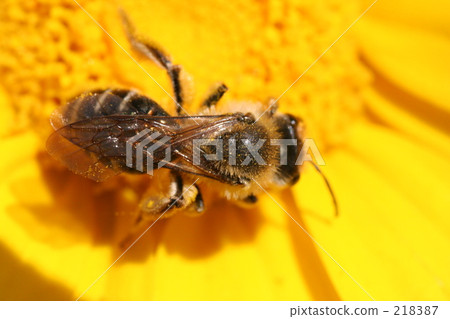 bee, honeybee, insect 218387